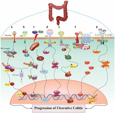 Gut instinct: harnessing the power of probiotics to tame pathogenic signaling pathways in ulcerative colitis